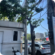 treeImage